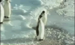 Penguin pénalité